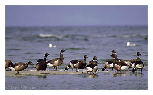 Photo of Branta bernicla by <a href="http://www.blevinsphoto.com/contact.htm">David Blevins</a>